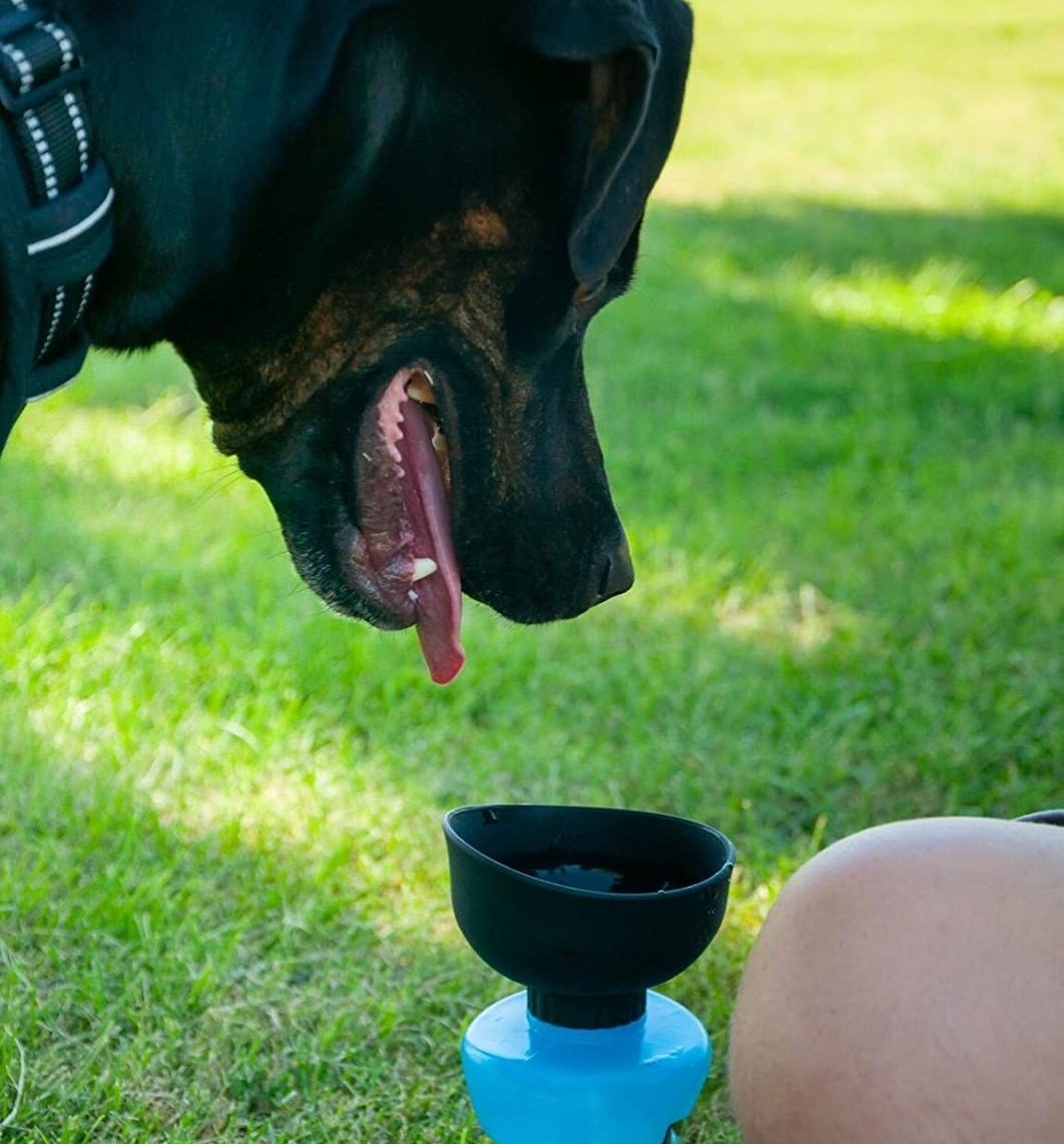 reviewer photo showing their dog smiling at the water bottle