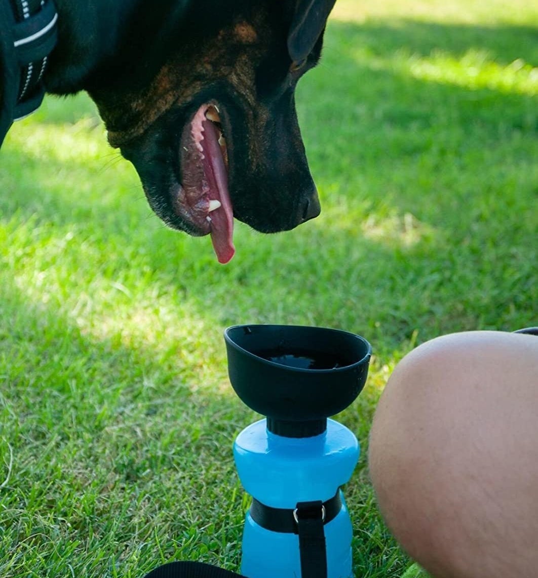 reviewer photo showing their dog smiling at the water bottle