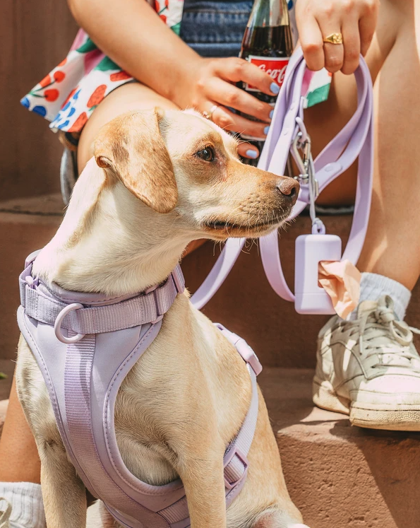 A dog wearing the harness