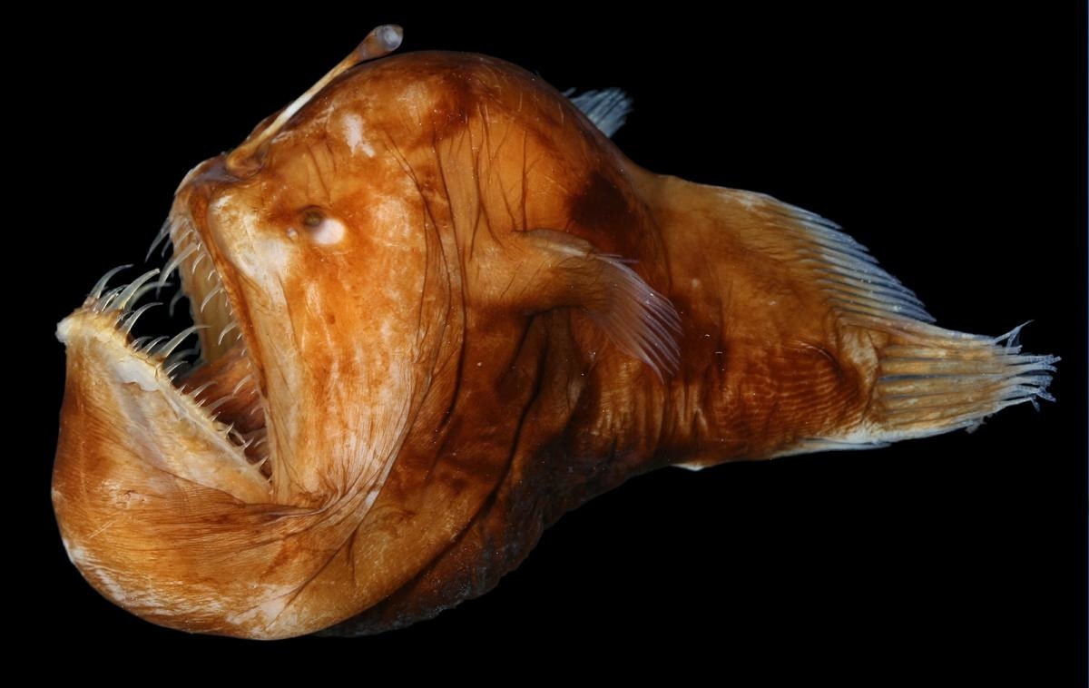 Anglerfish