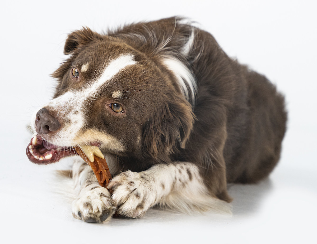 A dog chewing on a WHIMZEES treat