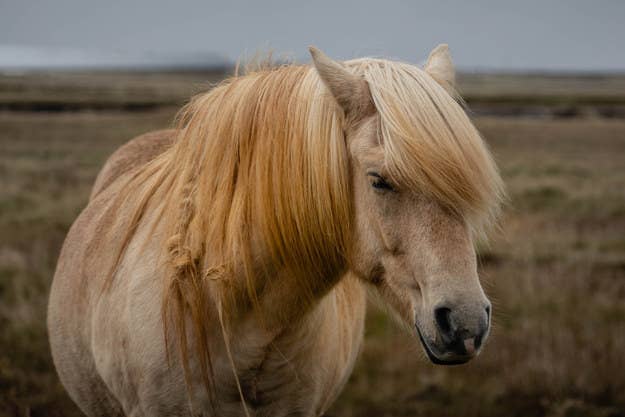 3 Types of Horse Hair You Should Definitely Care About –