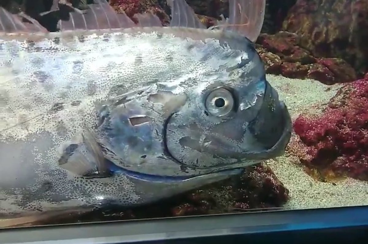 激レア深海魚 リュウグウノツカイ を生きたまま展示 水族館の動画が話題に