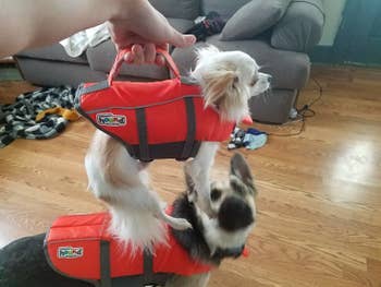 reviewer photo showing their dogs wearing the life jacket