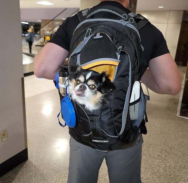 reviewer photo showing their dog's face sticking out of the carrier backpack 