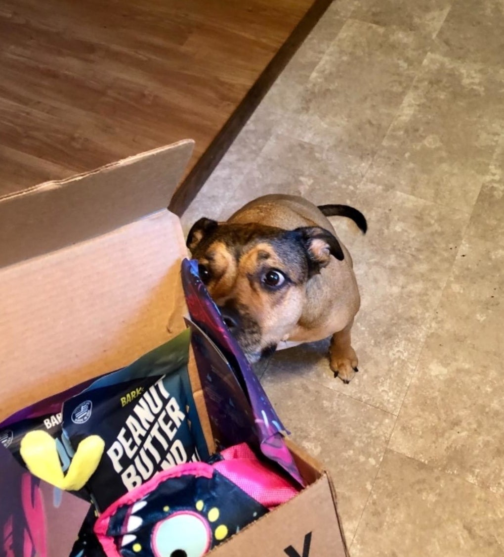reviewer photo showing their dog smelling the Bark Box 