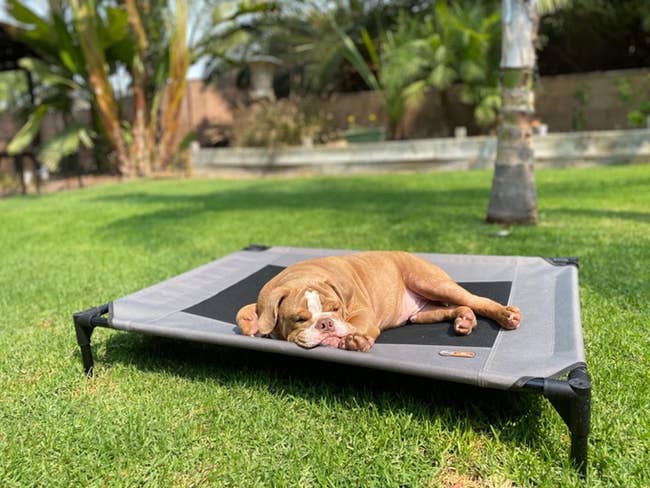 reviewer photo showing their dog laying on the elevated pet bed