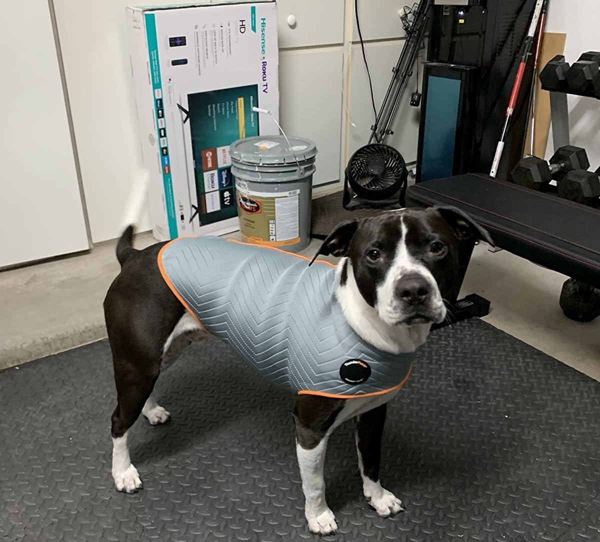 reviewer photo showing their dog wearing the anxiety jacket 