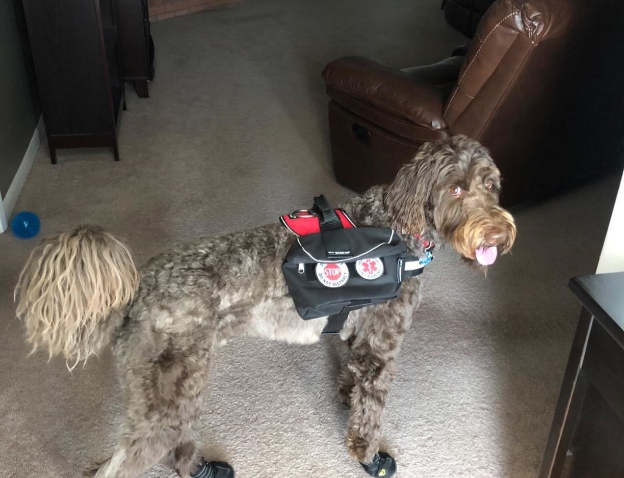 reviewer photo showing their dog wearing the waterproof booties indoors 