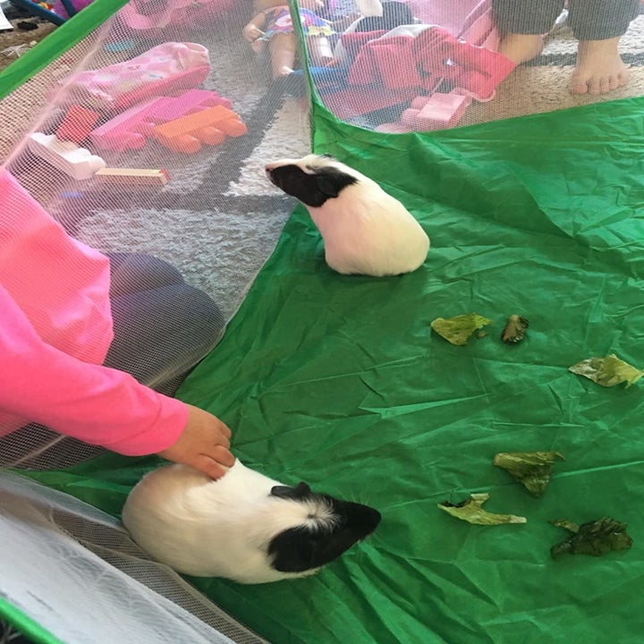 reviewer photo showing their two guinea pigs in the tent 