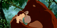 Gorilla picking up baby