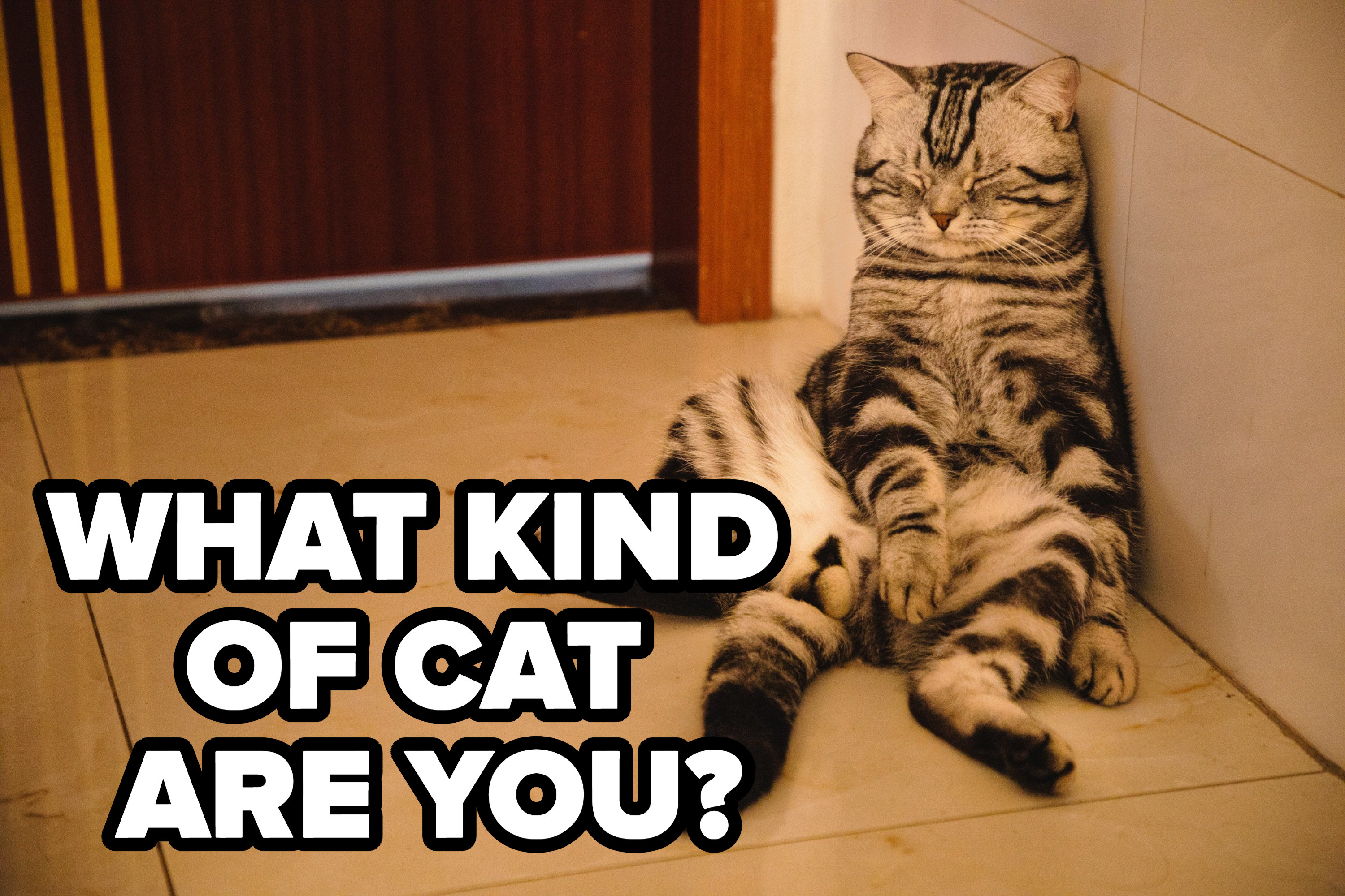 What Kind Of Cat Are You?