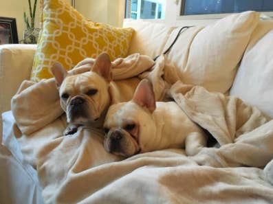 reviewer pic of two light color Frenchie dogs cuddled up in the blanket