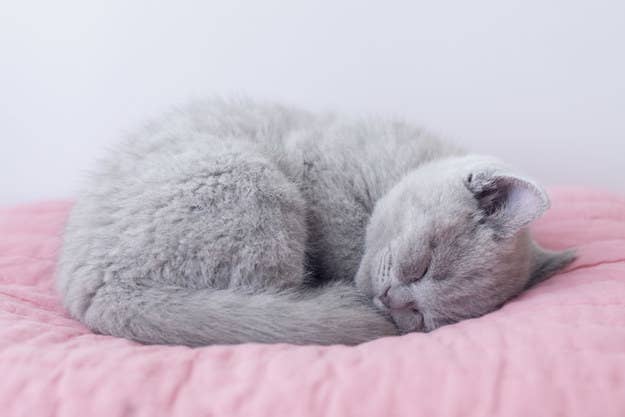 Got the pink shorthair! : r/CatsAndSoup