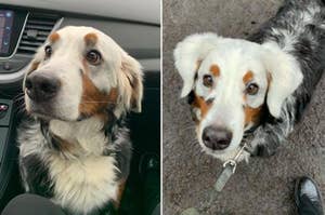 A Bernese Mountain Dog with vitiligo on its face