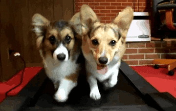 Two corgis running together on a treadmill