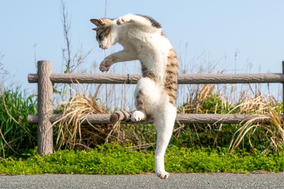 Karate Cat 構えが異常に強そうなネッコたち 海外の人たちも熱視線