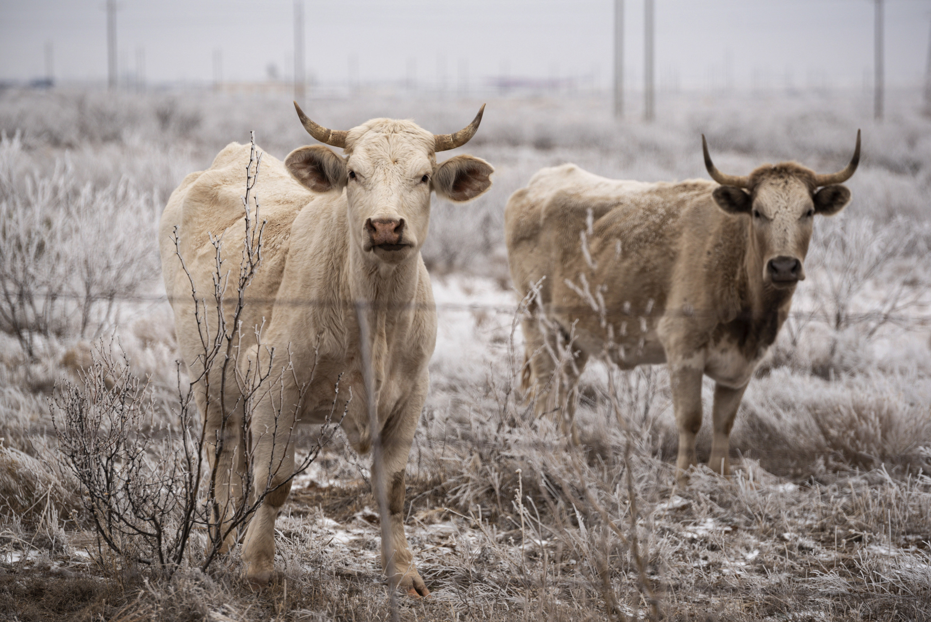 Two cows behind fencing on a snowy landscape in Texas