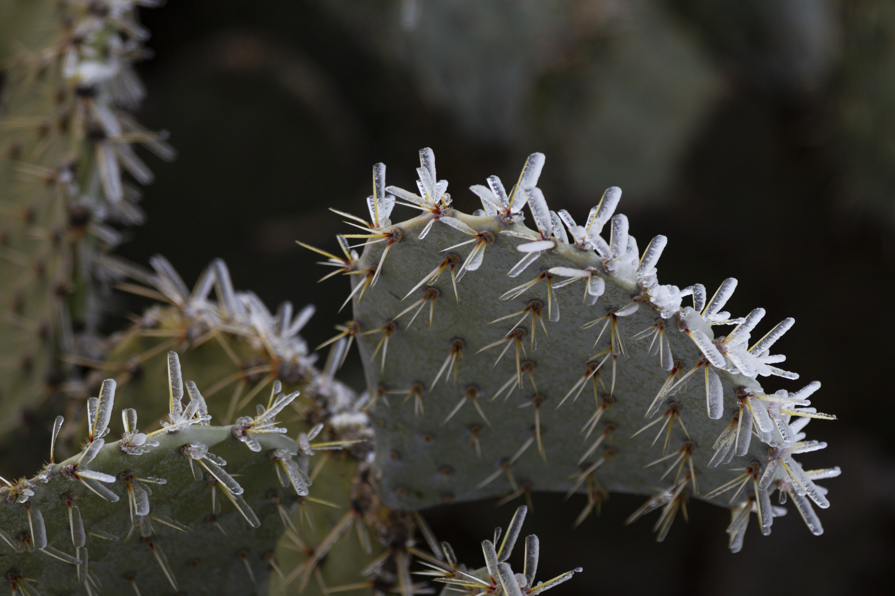 A cactus with its spines covered in ice