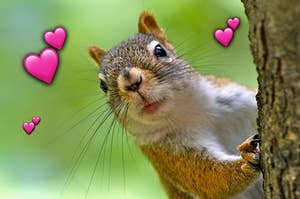 A squirrel poking its head around a tree with emoji hearts surrounding it