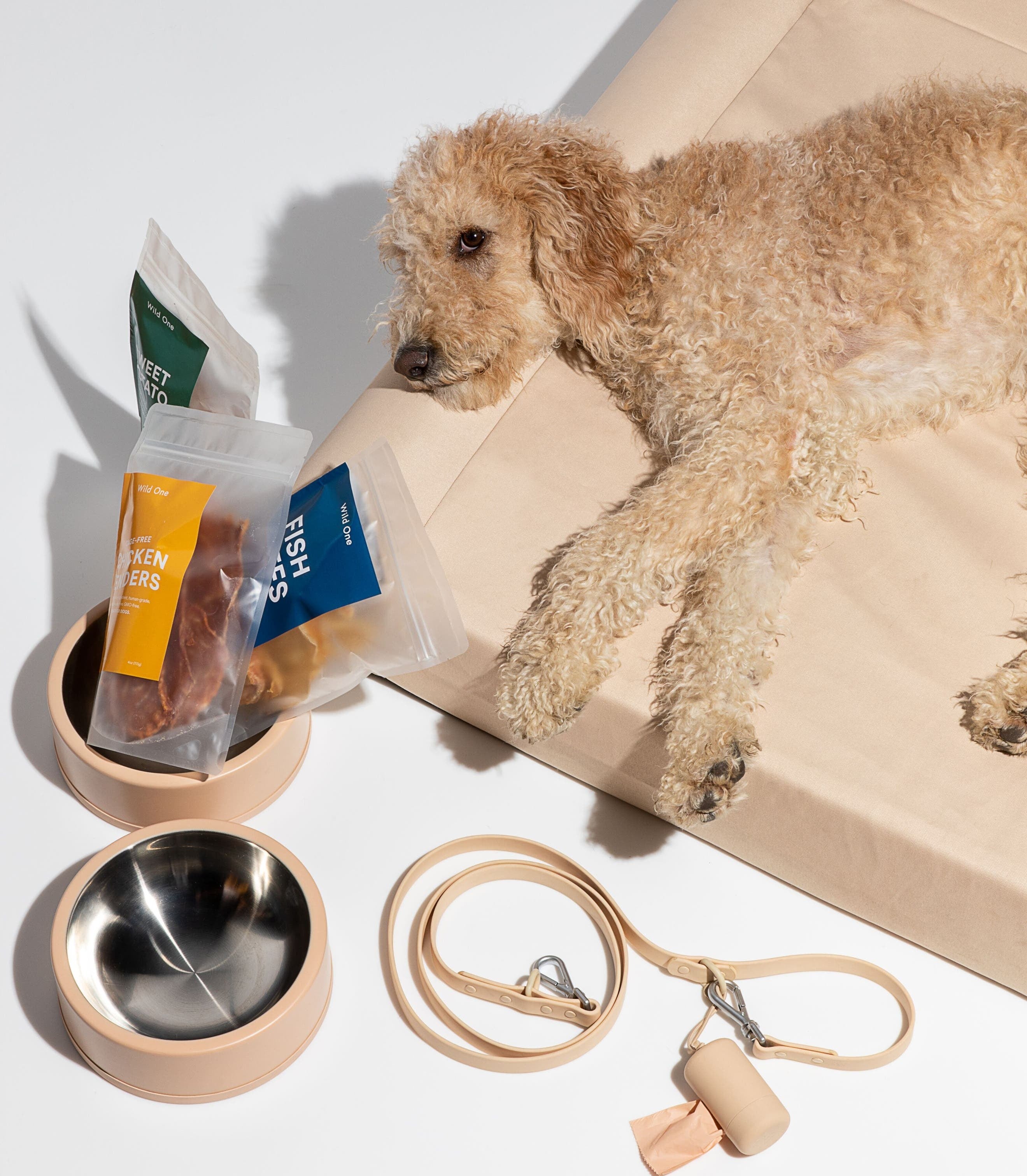 golden doodle on a dog bed lying next to dog bowls and other dog accessories