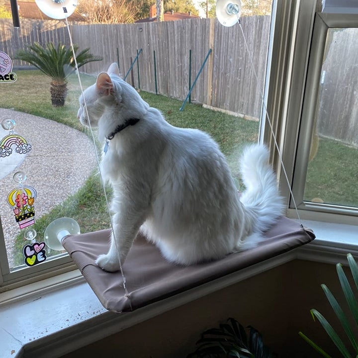 reviewer photos showing their white cat sitting in the hammock