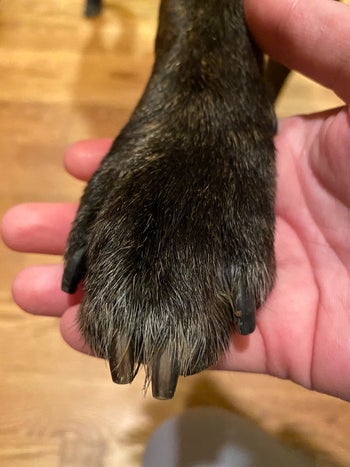 same reviewer showing their dog's paws completely cleaned and shiny
