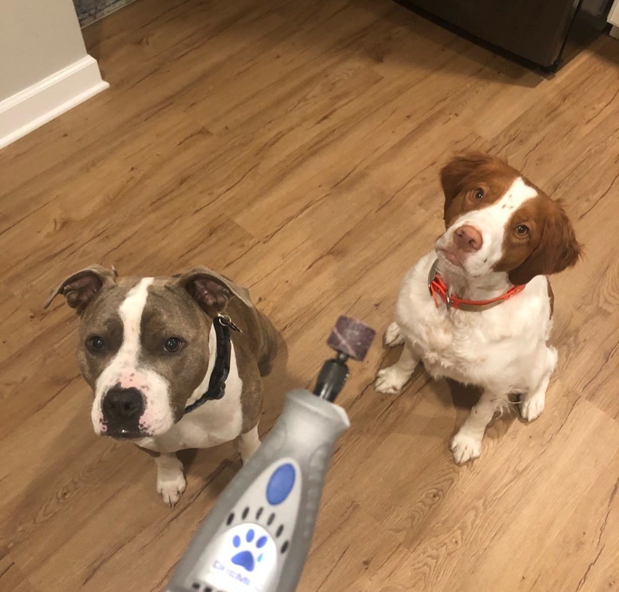 reviewer photo showing the nail grinder with their pups looking on in the background