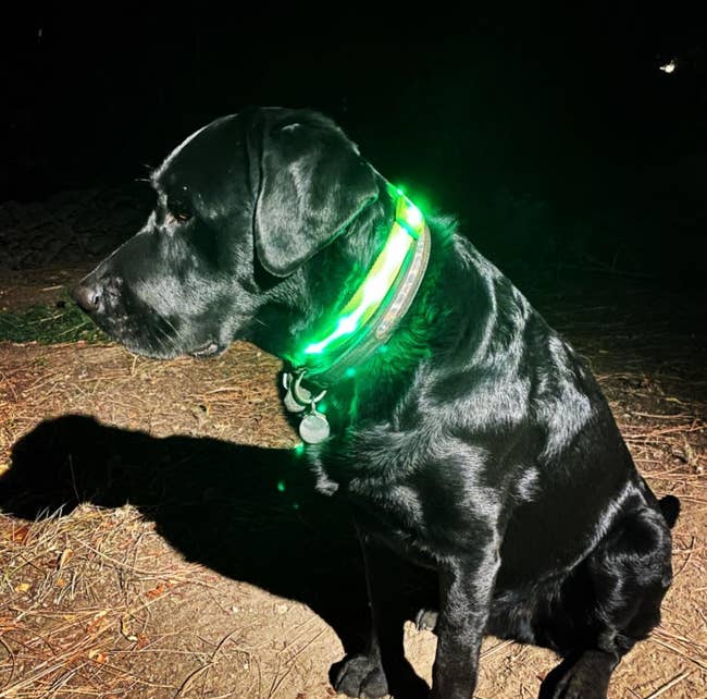 reviewer photo of their black lab wearing the green LED collar 