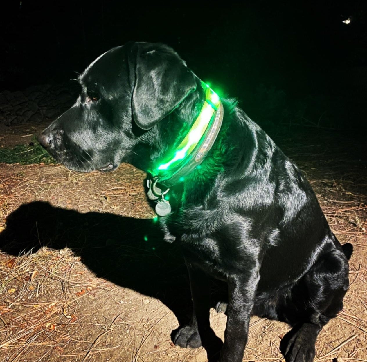 reviewer photo of their black lab wearing the green LED collar 