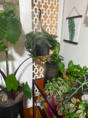Humidifier in a room with several plants 