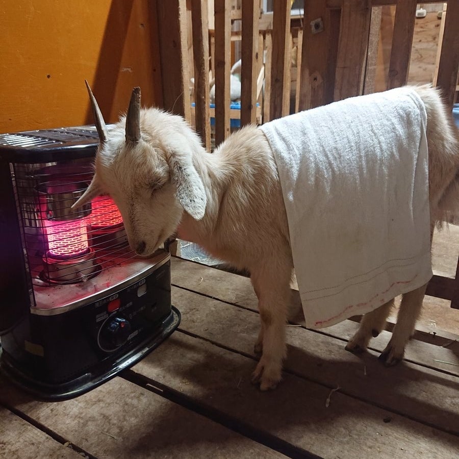 早く暖まりたい 濡れてストーブの前を陣取るヤギの表情にきゅんが止まりません