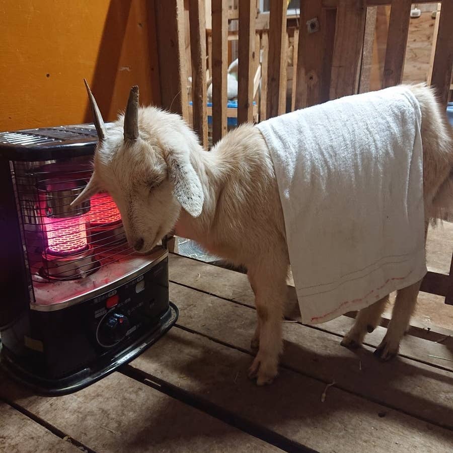 早く暖まりたい 濡れてストーブの前を陣取るヤギの表情にきゅんが止まりません