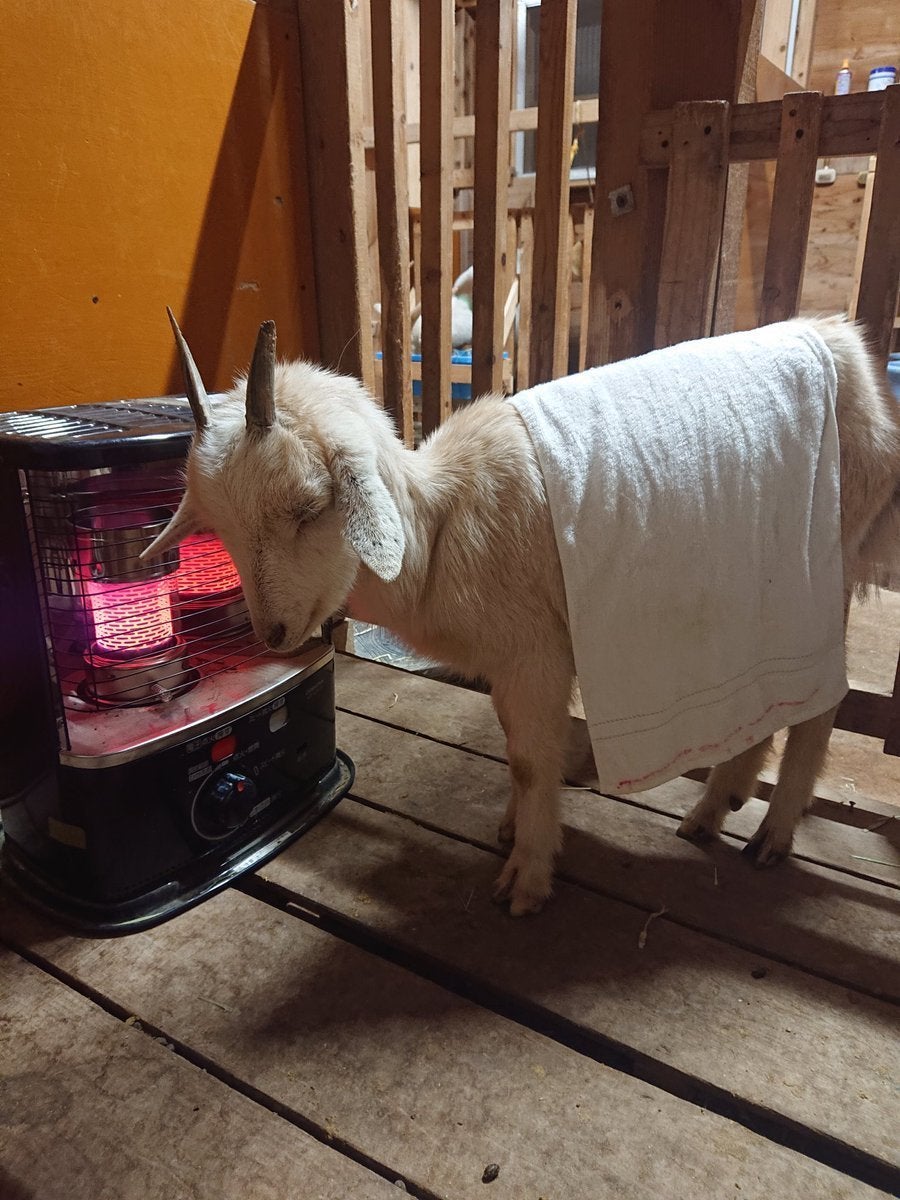 早く暖まりたい。濡れてストーブの前を陣取るヤギの表情にきゅんが