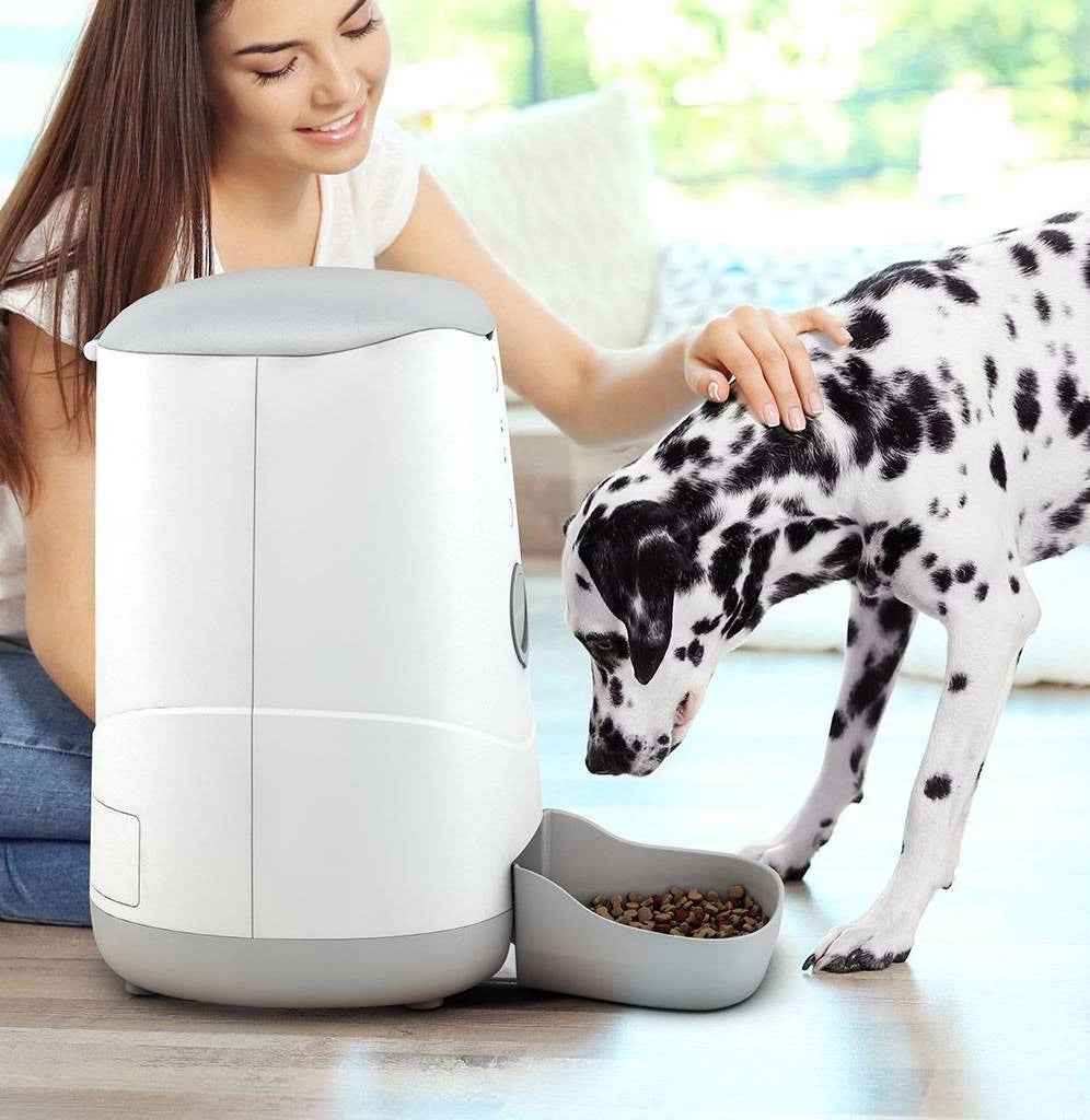 The feeder feeding a dog