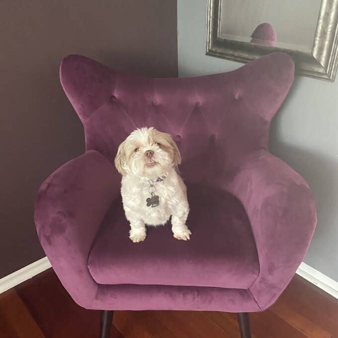 Reviewer&#x27;s picture of the chair, which has solid armrests and splayed pin legs, in purple