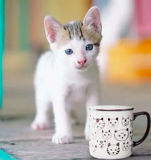 A tiny kitten next a ceramic mug covered in cat faces