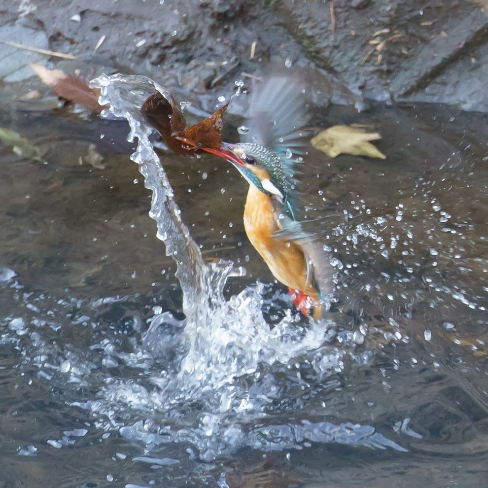 スマートに魚をキャッチ って カワセミをよく見たら 全然違うものをくわえていたw