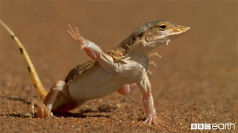 Lizard moving limbs.