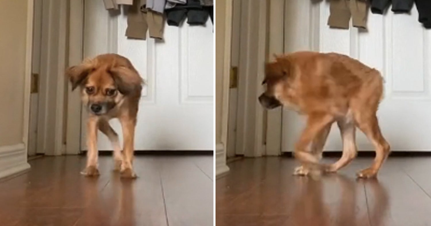 15 Best Dog Pictures Of 21
