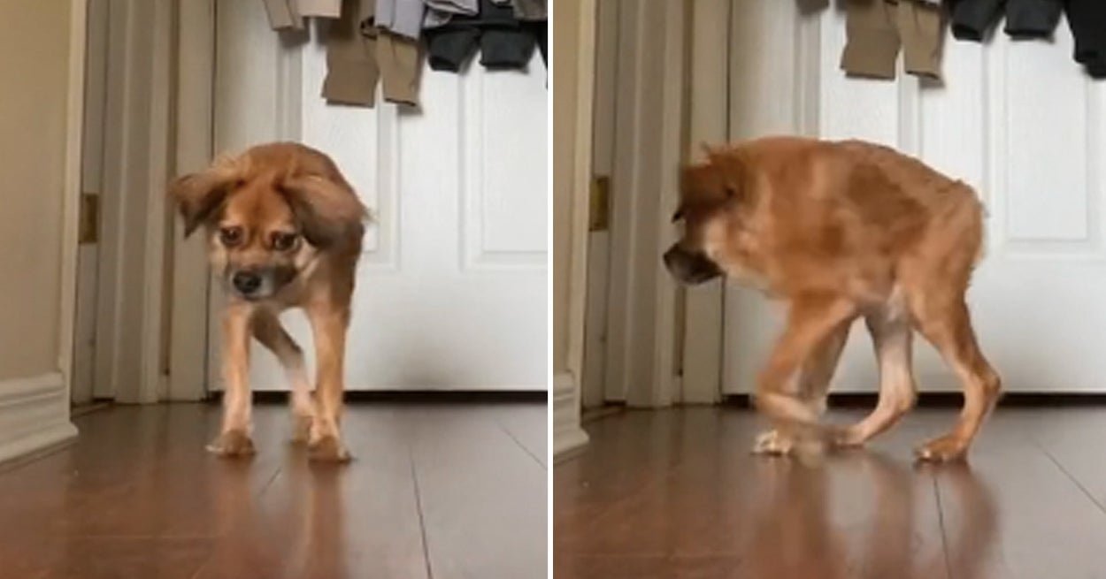 15 Best Dog Pictures Of 21 15 Best Dog Pictures Of 21