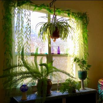 Room full of plants with sheer leafy curtains hanging from the window 