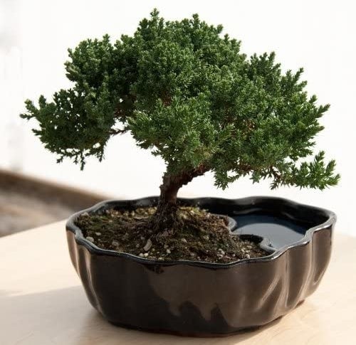 A small bonsai tree in a split planter with a small reflection pool