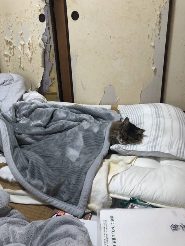 飼い主さん 修理費が心配ですが 実家の猫の写真を送ってもらったら 背景がとんでもなかった