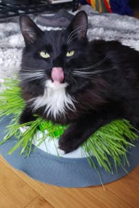 Black cat sitting on top of grass and licking its lips 