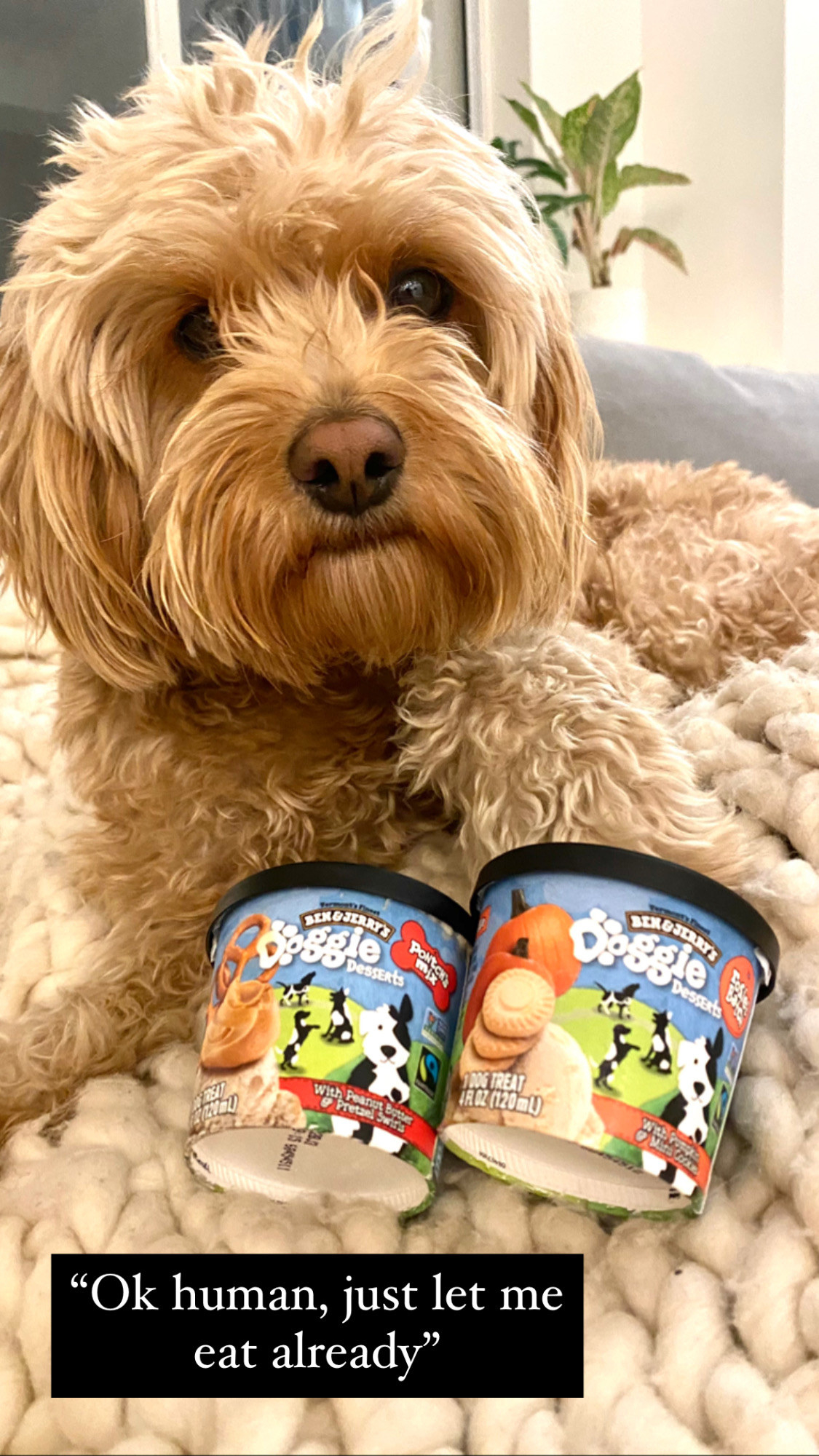 Ben Jerry s Doggie Ice Cream Reviews Ratings Ingredients