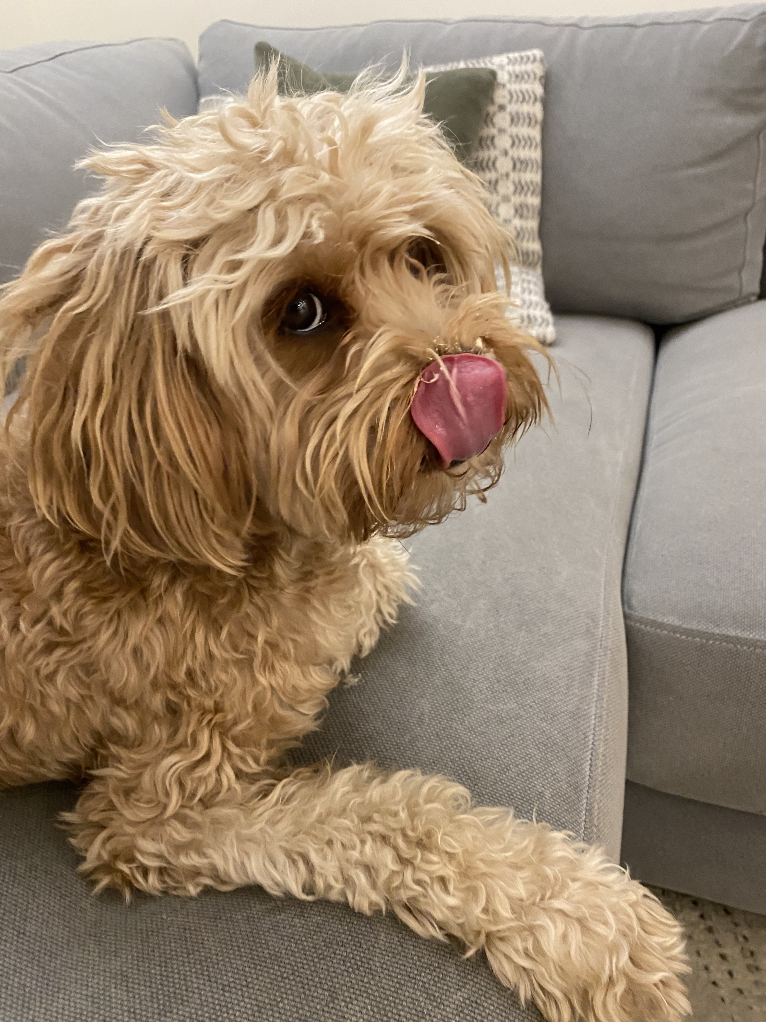 Hudson licking his nose, which is covered in doggy ice cream.