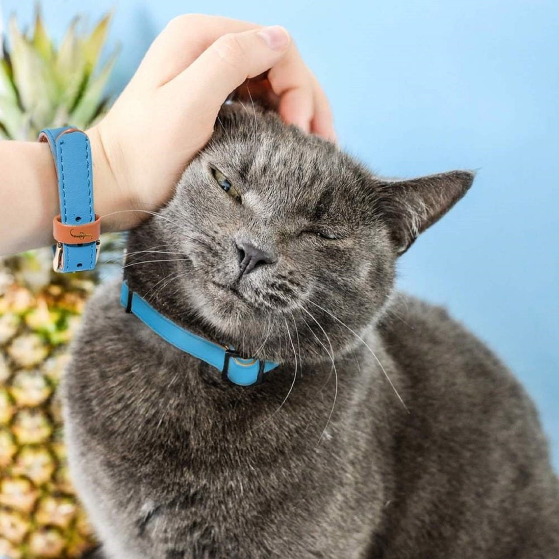 A person&#x27;s hand petting a cat, both are wearing blue bands 