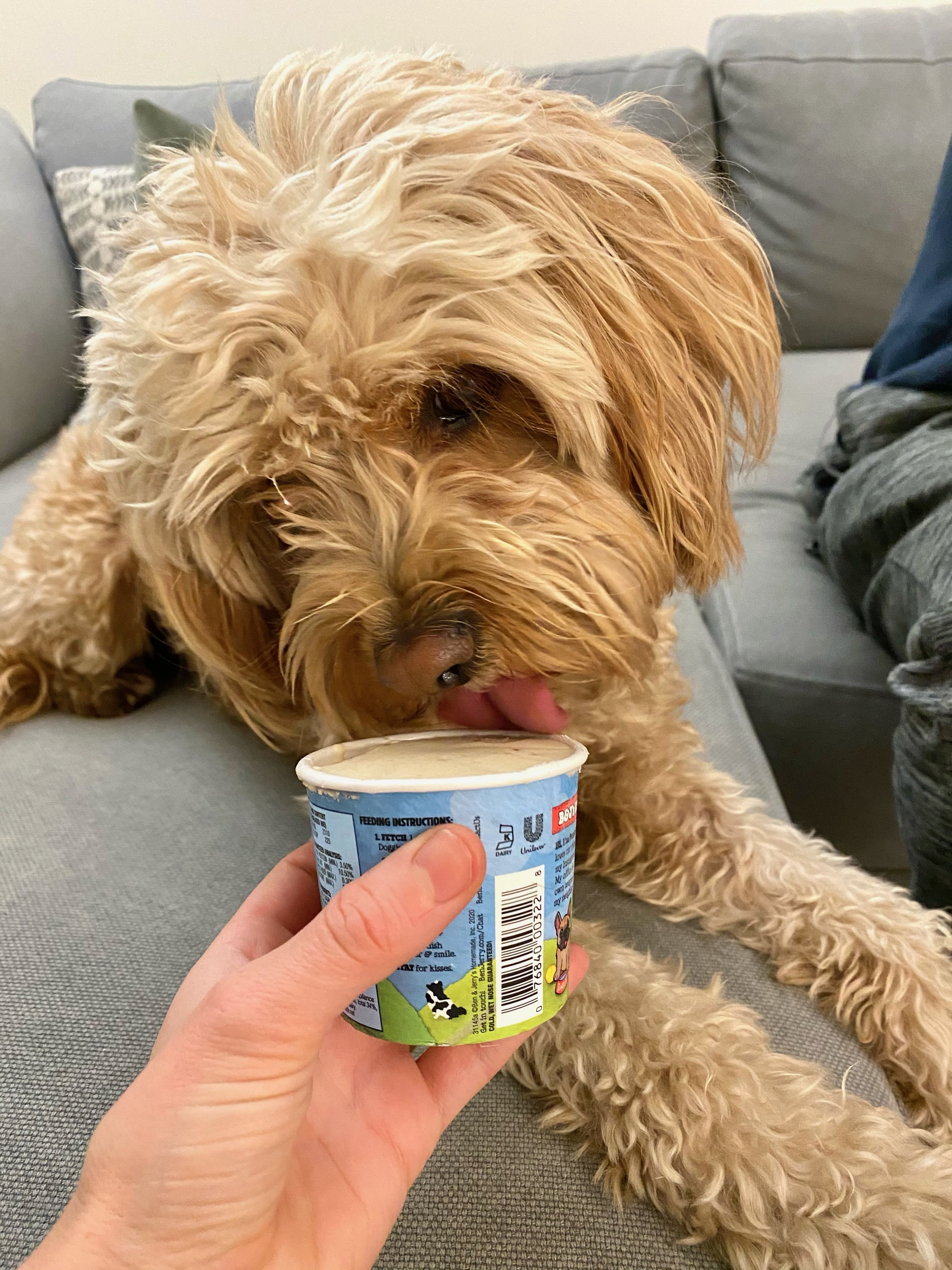 Hudson sticking his tongue in the doggy ice cream.