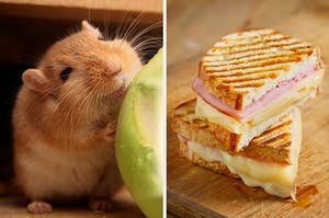 On the left, a smiling gerbil standing next to an apple, and on the right, a ham and cheese panini